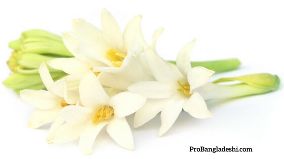 Flowers of Bangladesh